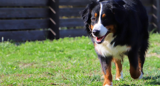 ドッグトレーニング、しつけのイメージ