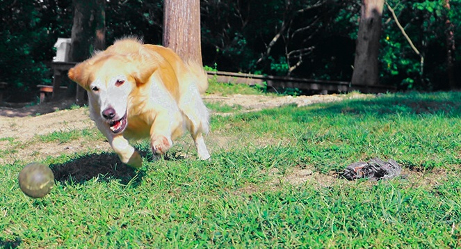 ドッグランのシルエット